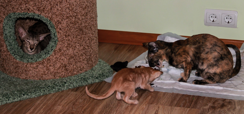 Пока одна мама отдыхает, а вторая кушает, ориентальные котята играют