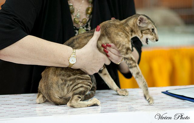 Ориентальная кошка на выставке