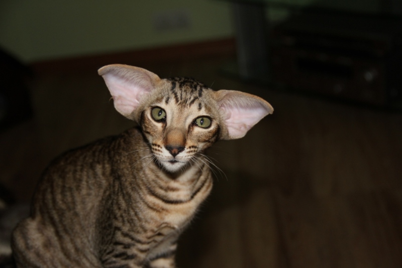 Эльф — порода кошек с необычными ушами