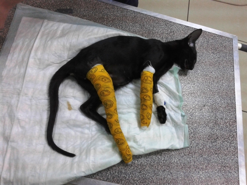 Котёнок сломал ногу. Питомник ориентальных кошек в Москве.