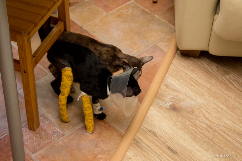 Ориентальный котёнок сломал ноги. Что делать. Питомник ориентальных кошек в Москве.
