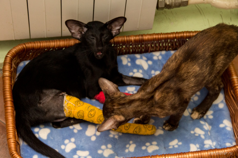 Ориентальный котёнок сломал ноги. Что делать. Питомник ориентальных кошек в Москве.