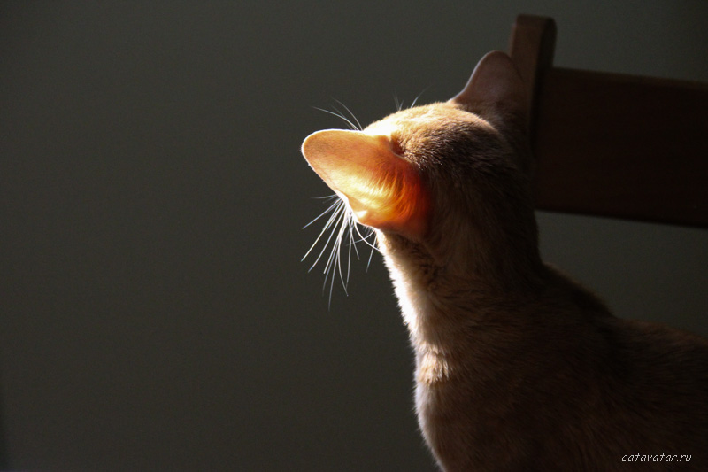 Ориентальная кошка в свете заходящего солнца. Питомник ориентальных кошек в Москве. Купить ориентального котёнка. Ориентальные котята. Фото ориентальных кошек.