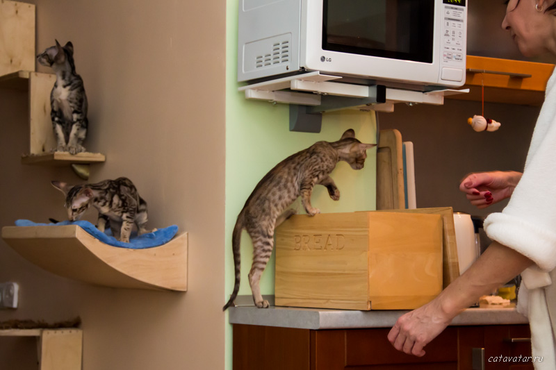 Ориентальные котята лезут на стол. ориентальные кошки. Питомник ориентальных кошек в Москве.