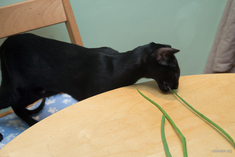 Ориентальные кошки воруют зелёный лук со стола :)