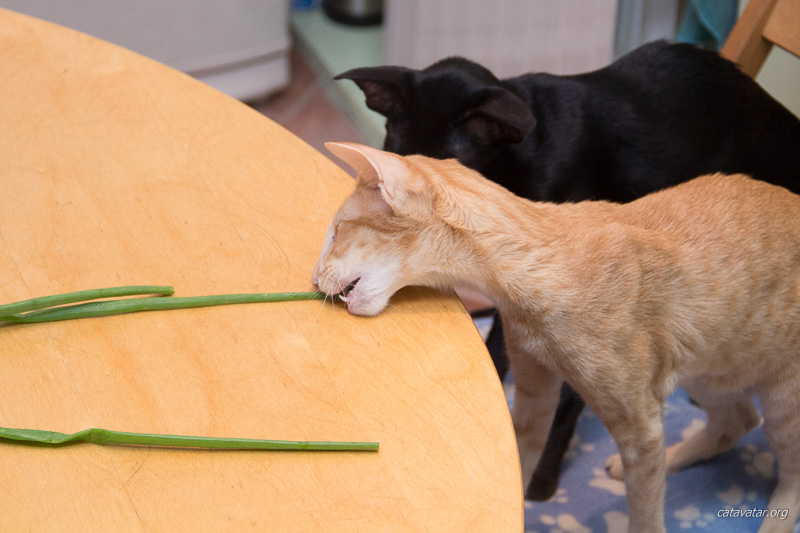 Ориентальные кошки воруют зелёный лук со стола :)
