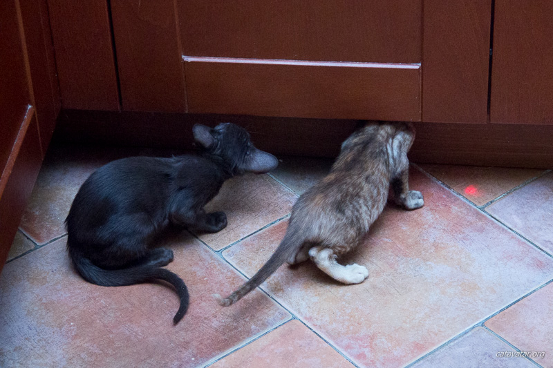 Ориентальные котята проверяют как работает посудомоечная машина