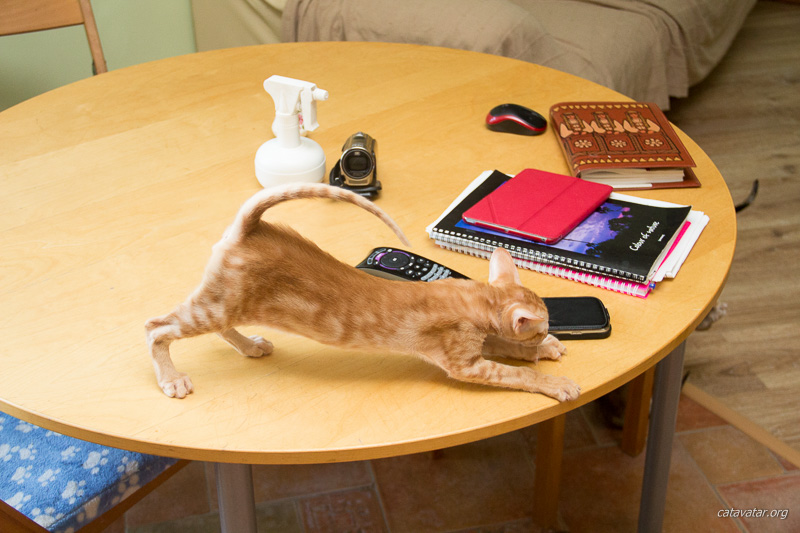 Как прогнать ориентального котёнка с кухонного стола?
