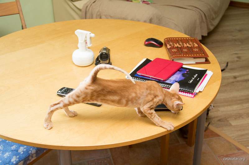 Рыжий ориентальный котёнок изучает что оставили хозяева на кухонном столе?