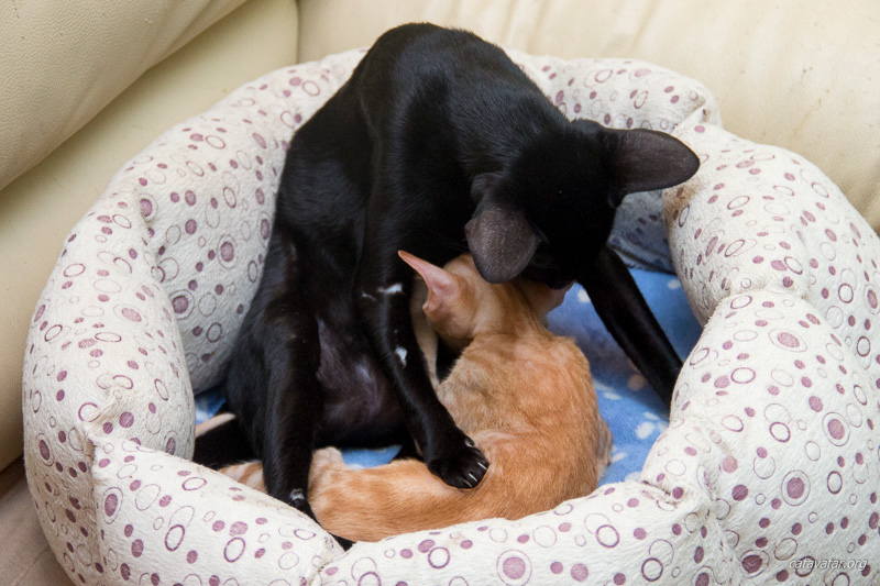 Взрослая ориентальная кошка кормит чужого котёнка.