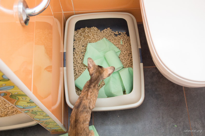 Наши ориентальные котики используют туалетную бумагу только по назначению!