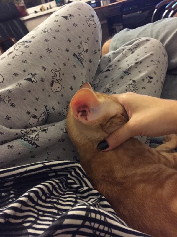 Этот рыжий ориентальный котёнок любит спать, уткнувшись мордай в руку чнловека.