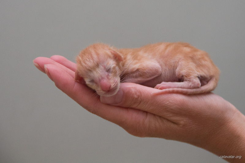 Новорожденный рыжий ориентальный котёнок. Каким он вырастет? 