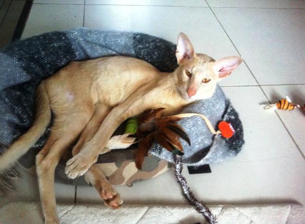 Подобранный с улицы и спасенный от смерти ориентальный кот лежит на своей первой после спасения лежанке.