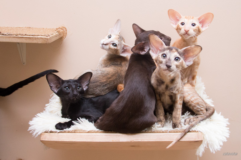 Пять ориентальных котиков залезли на кошачью полку из комплекта нашей кошачьей мебели и отлично себя чувствуют!