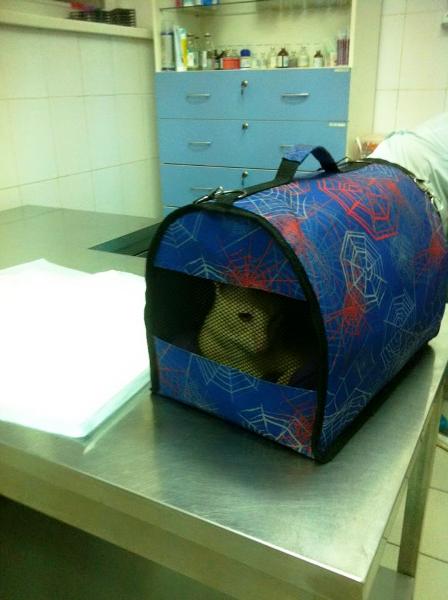 Ориентальный кот, который погибал на улице и которого спасли всем миром. В переноске у ветеринаров.
