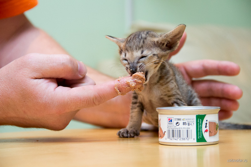 Ориентальный котёнок ест взрослый корм с пальца