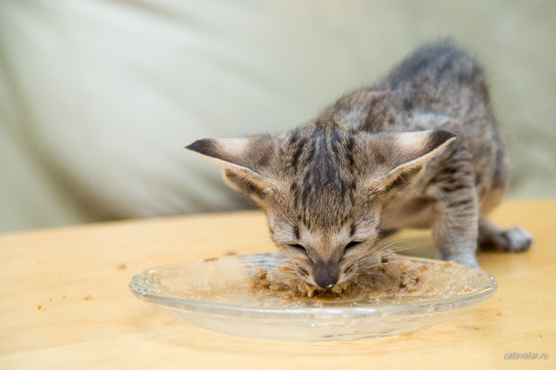 Ориентальный котёнок кушает взрослую едё с блюдечка.