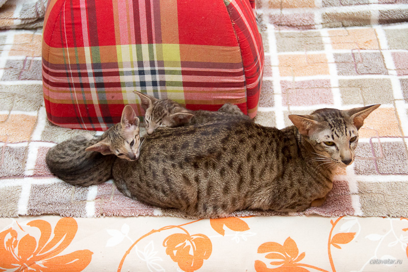 Ориентальные котята отдыхают с мамой...