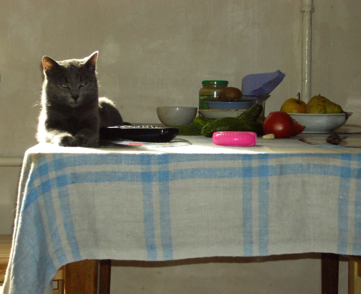 Кошка лежит на обеденном столе