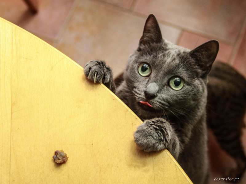 Кошка просит колбаску