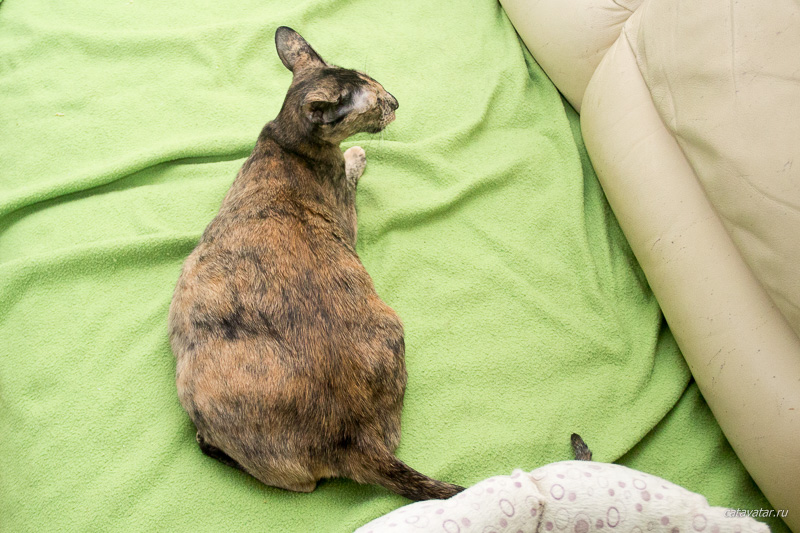 Беременная ориентальная кошка.