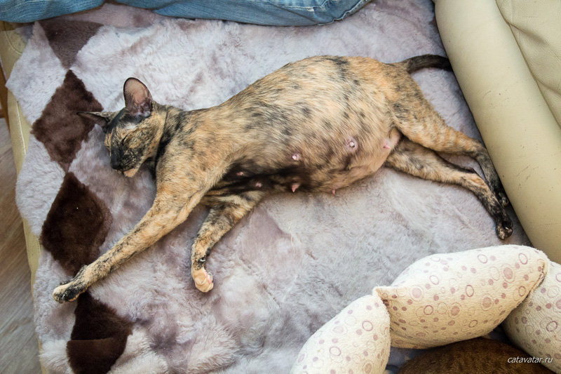 Беременной ориентальной кошке тяжело лежать на животе и поэтому она лежит на боку.