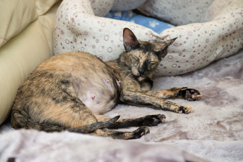 Беременная ориентальная кошка чувствует себя умиротворенно.