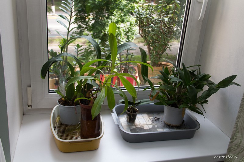 Ориентальные кошки и комнатные растения