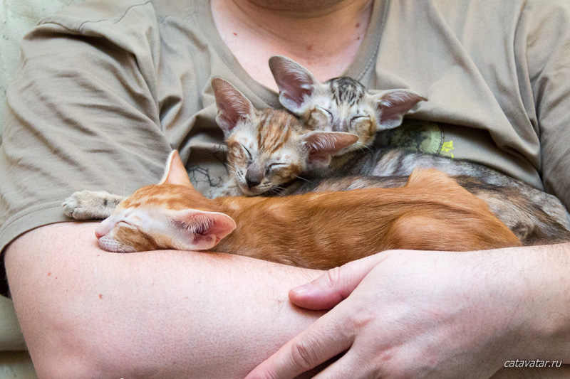 Ориентальные котята уже в возрасте двух месяцев человекоориентированы и предпочитают спать на руках.