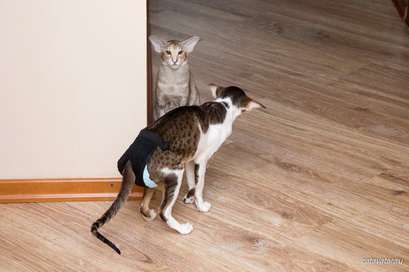 Ориентальный кот устанавливает свои порядки в доме. Проверяет - как реагирует на это кошка? :)