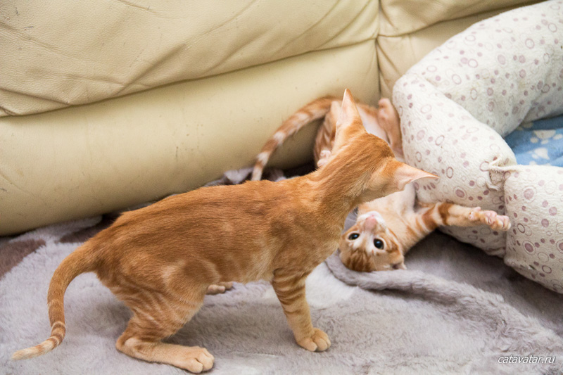 Два рыжих ориентальных кота играют.