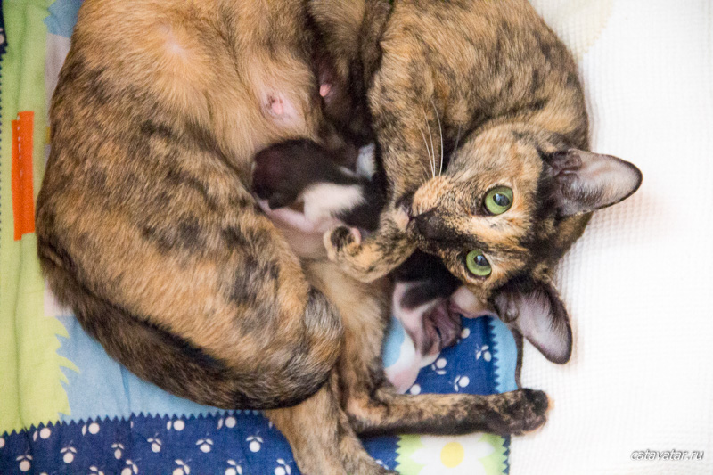 Новорожденные ориентальные котята