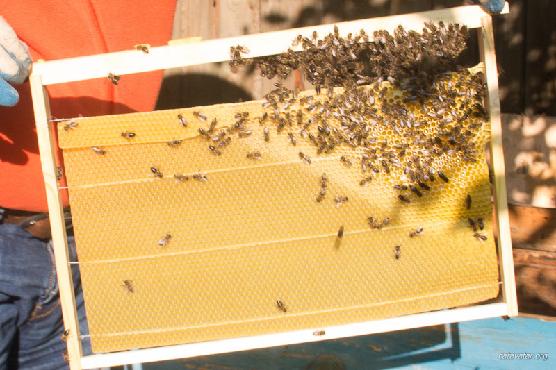 Пчёлы прилетели на садовый участок. неопытный пчеловод. Первый улей.