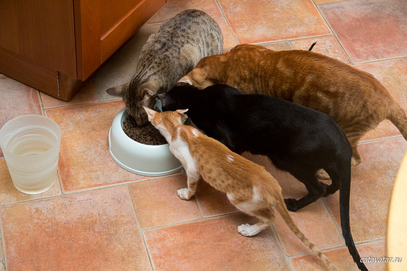 Ориентальные кошки толпятся около миски с едой. Питомник ориентальных котят в Москве. Купить ориентального котёнка. Ориентальные котята.