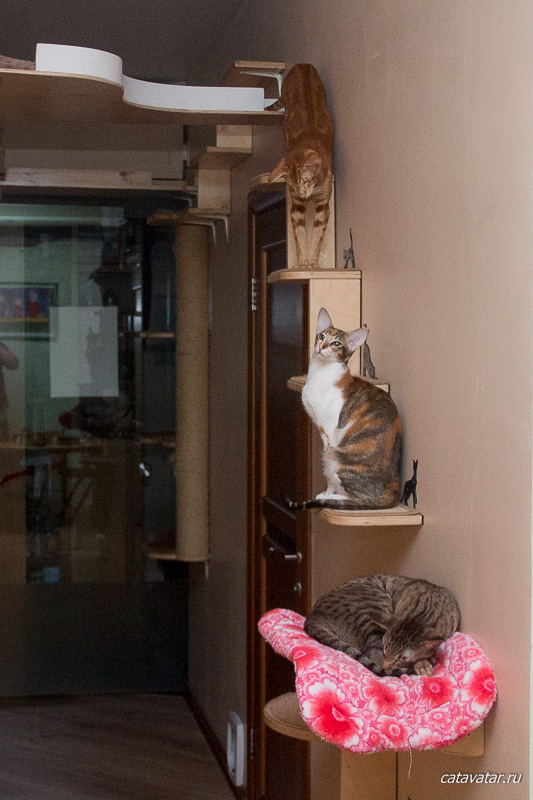 Рыжий ориентальный кот. Питомник ориентальных кошек в Москве. Купить ориентального котёнка. Ориентальные котята. Ориентальные кошки. Фото ориентальных кошек. 