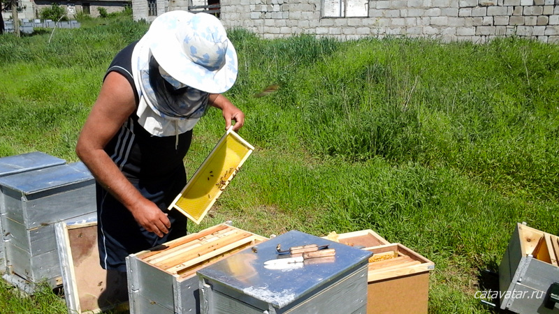 Пасека Медовый Грааль. Honey Grail. Купить мёд. Продать мёд. Продукты пчеловодства. Пчёлы.