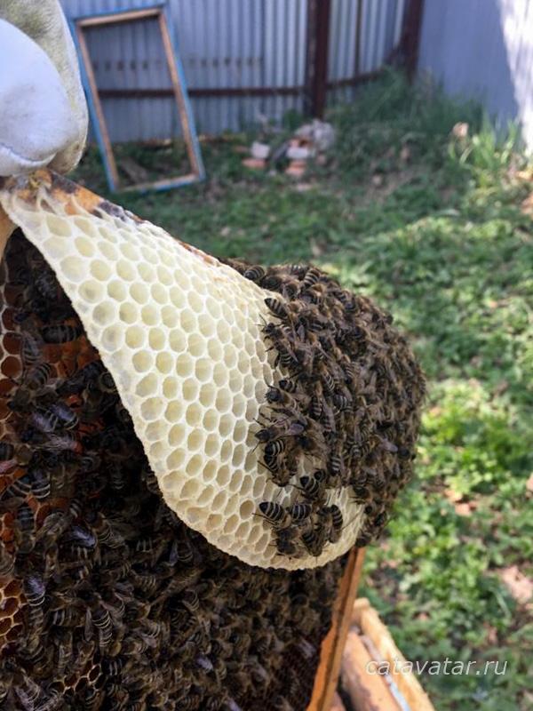 пчёлы, язык в улье, пчелиные личинки, пчёлы строят язык, матке некуда сеять