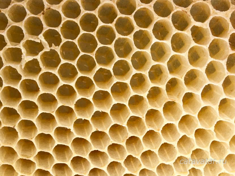 пчёлы, язык в улье, пчелиные личинки, пчёлы строят язык, матке некуда сеять