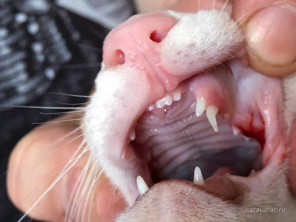Проблемы при смене зубов у ориентальной кошки