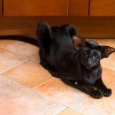 Чёрная ориентальная кошка
