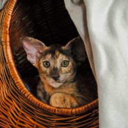 Ориентальный котёнок в новом доме залез в корзину