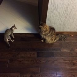 Ориентальные кошки и котята питомника Аватар