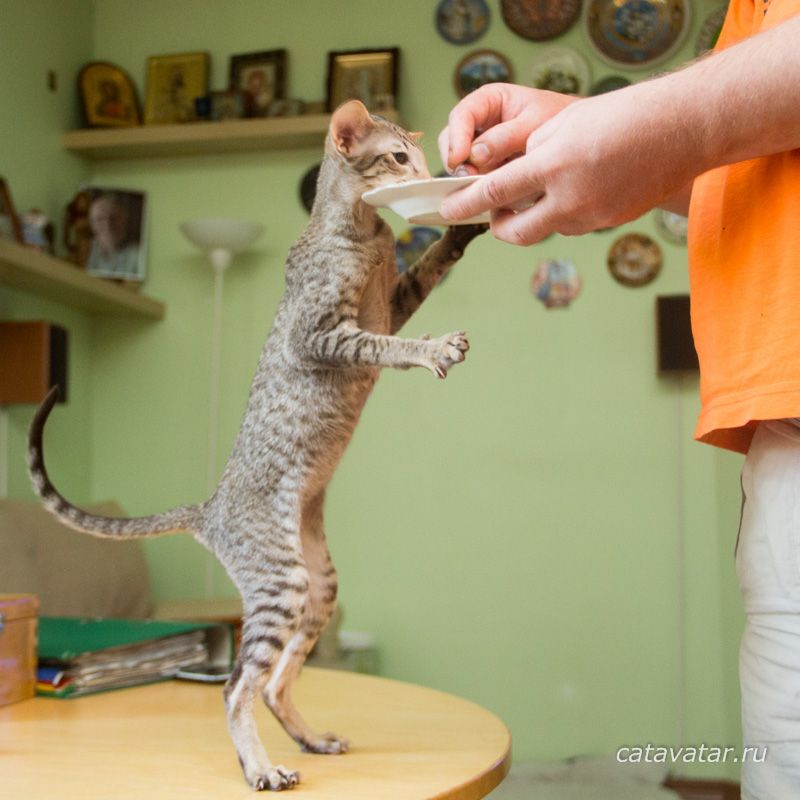Шоколадный пятнистый ориентальный котенок. Питомник ориентальных кошек в Москве. Купить ориента