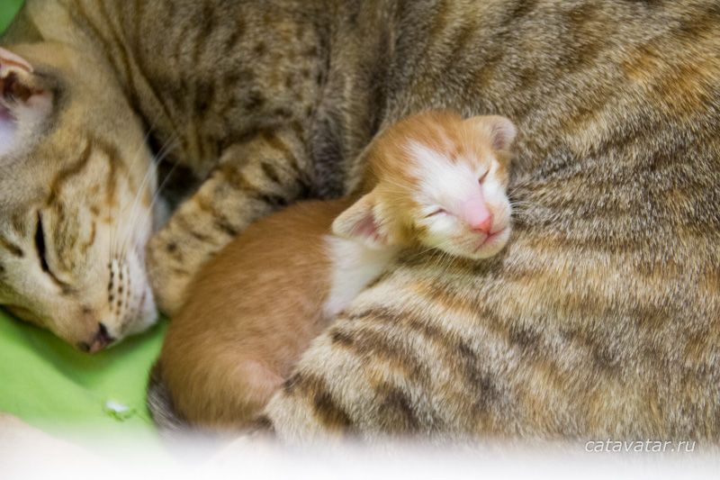 Ориентальный котенок красный пятнистый биколор. Ориентальный котенок с мамой.