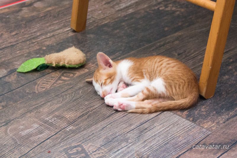 Ориентальный котенок красный пятнистый биколор. На тёплом полу очень приятно лежать :)