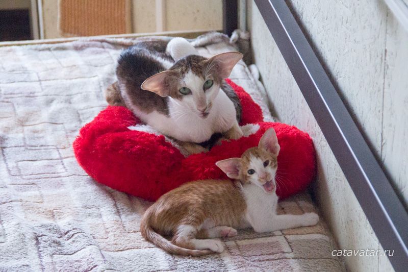 Ориентальный котенок красный пятнистый биколор. Ориентальный котёнок с папой.