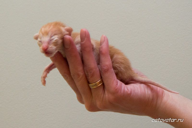 Новорожденный рыжий ориентальный котёнок.