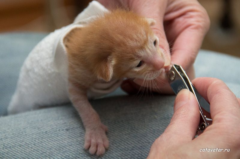 Рыжему ориентальному котёнку нужно подстричь когти.