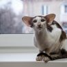 Ориентальный кот сидит на подоконнике. Купить ориентального котёнка. Питомник ориентальных кошек в Москве. Дом для кота.